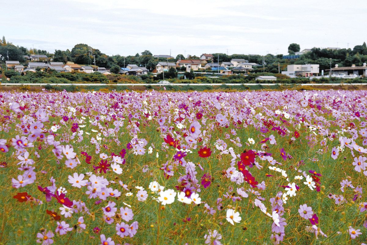青空に映える色とりどりのコスモス 御浜で見頃迎える：中日新聞Web