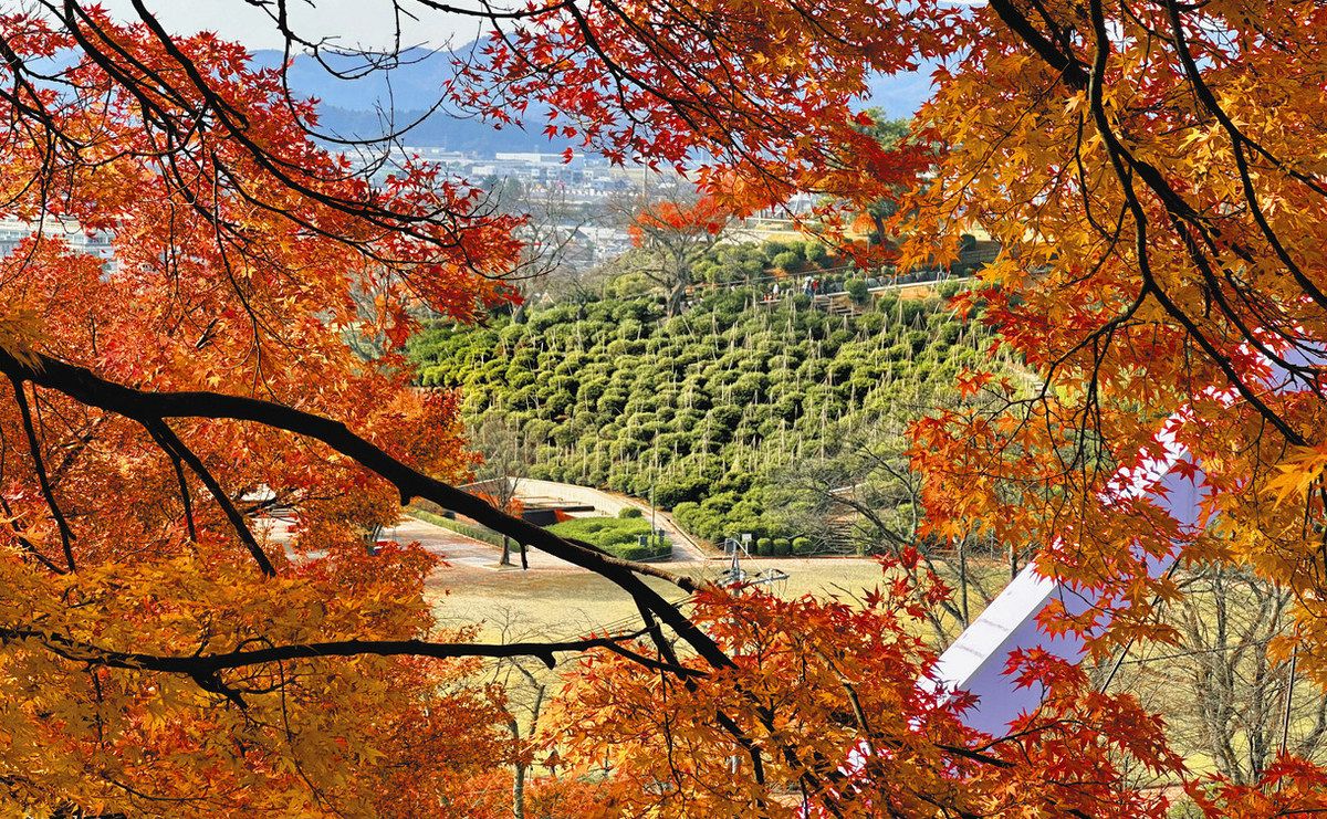 秋色モミジ、雪つり囲む 鯖江・西山公園：日刊県民福井Web