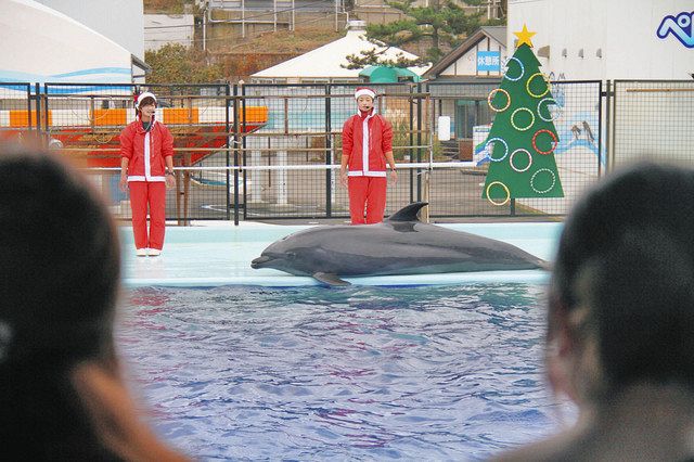 イルカショーのトレーナーもサンタ姿で 越前松島水族館：中日新聞Web