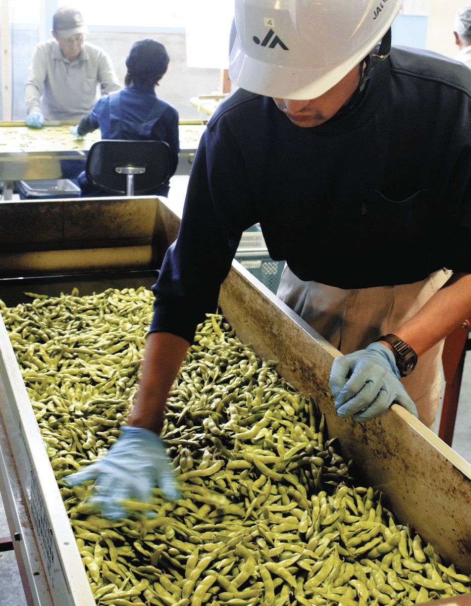 黒大豆枝豆 ビールに最高 射水「富山ブラック」出荷始まる：北陸中日