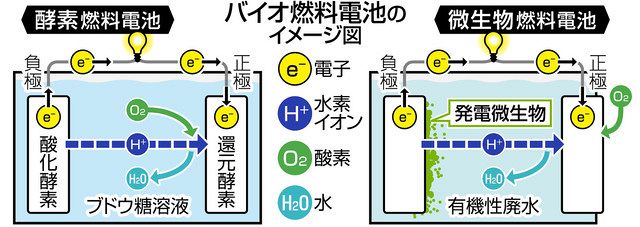 バイオ燃料電池 北陸が切り開く 金大や金沢工大 研究開発進む 北陸中日新聞web