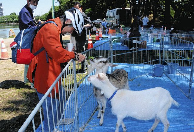 ウサギやヤギに餌やり触れ合い 津島で移動動物園：中日新聞Web