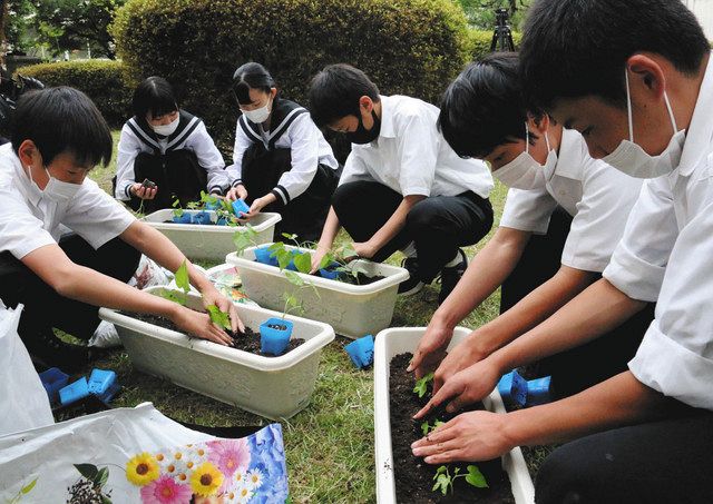 校舎に緑のカーテンを 小浜 第二中生徒会がアサガオ苗植え 中日新聞web