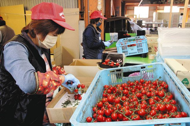 房付きでパック詰めされるミニトマト「赤美味」＝西尾市のＪＡ西三河吉田トマト選果場で 