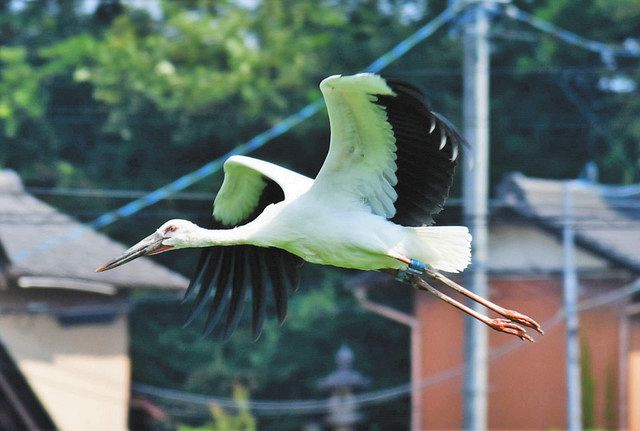 コウノトリ 大野に飛来 京丹後で生まれた雌 中日新聞web コウノトリ 大野に飛来 京丹後で生まれた雌 中日新聞web