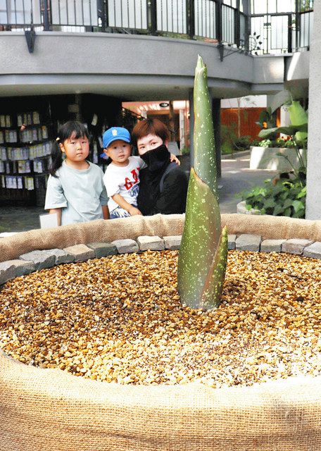 ６５センチまで伸びた芽を観察する親子連れ＝安城市赤松町のデンパークで 