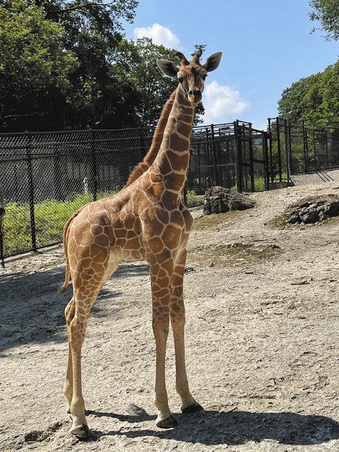 僕の名は ジャジャマル じゃい いしかわ動物園 キリン赤ちゃん 北陸中日新聞web