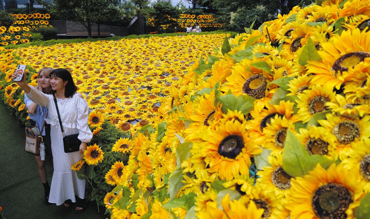 名古屋の屋上にヒマワリ「満開」 大名古屋ビルヂングでスカイガーデン