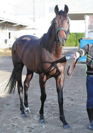 競馬 ホープフルｓ ブラックホール 父ゴールドシップにgiを 中日スポーツ 東京中日スポーツ