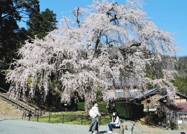 樹齢１２０年のしだれ桜が見頃迎える 小浜 妙祐寺 中日新聞web