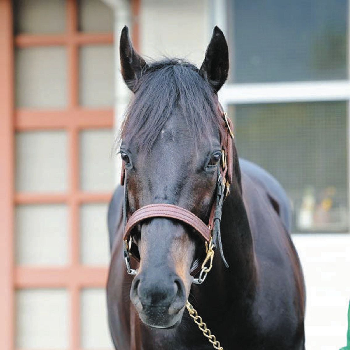 競馬】ジャスティンパレス、10戦連続G1出走の人気馬が28日の有馬記念で
