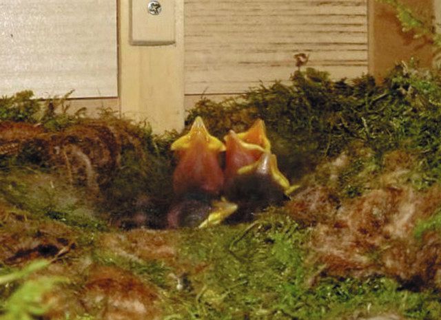鳥の親子 休業中に“来客” 穴水のそば店 ヤマガラ巣作り：北陸中日新聞Web