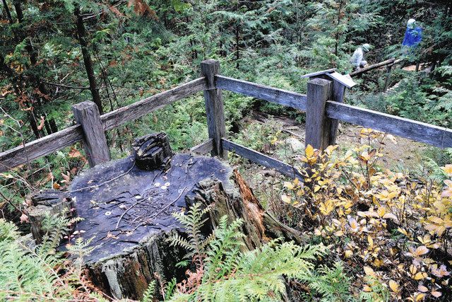 ヒノキ切り株根元樹齢80年 （式年遷宮用ヒノキの切り株へ続く道