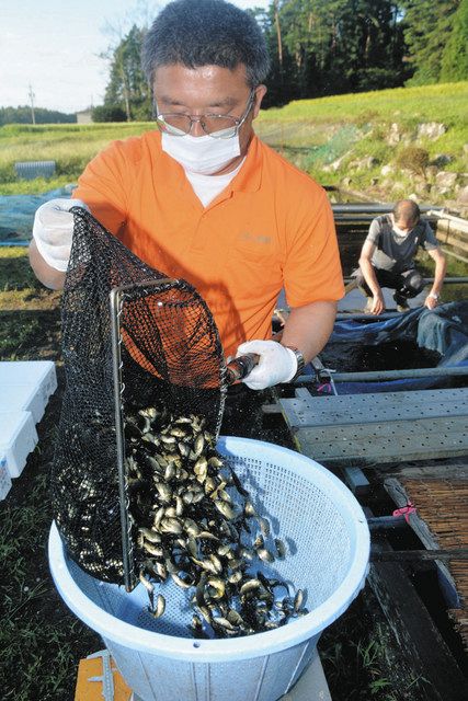 小ブナの出荷始まる 上伊那 中日新聞web 小ブナの出荷始まる 上伊那 中日新聞web