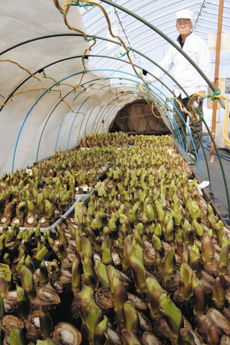 タラの芽の出荷ピーク 東近江・永源寺地区でパック詰め作業：中日新聞Web