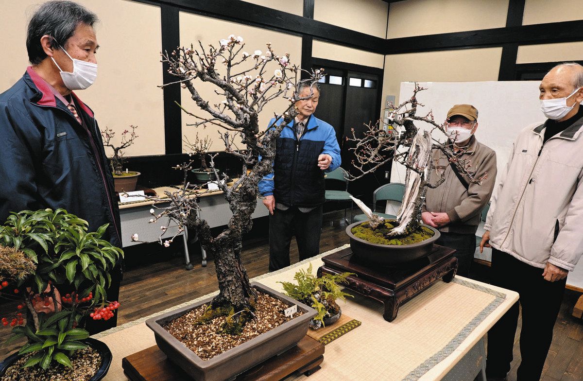 梅中心に丹精した盆栽を展示 美濃加茂で坂祝町文化協会園芸部会員が