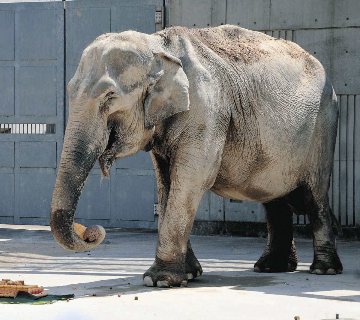 岡崎 市東 公園 動物園