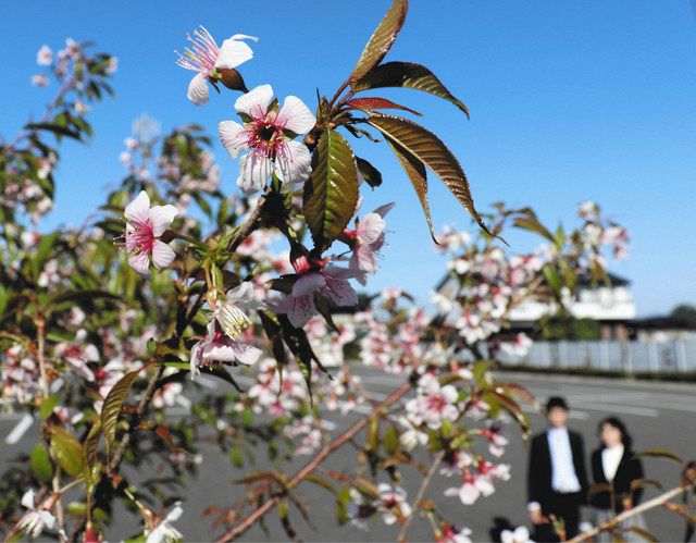 心和むピンク色の花 神戸でヒマラヤザクラ見頃 中日新聞web