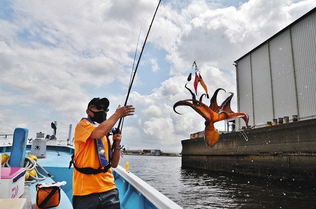 東京湾で餌木ダコが乗りノリ～ 浦安「岩田屋」から出船：中日スポーツ