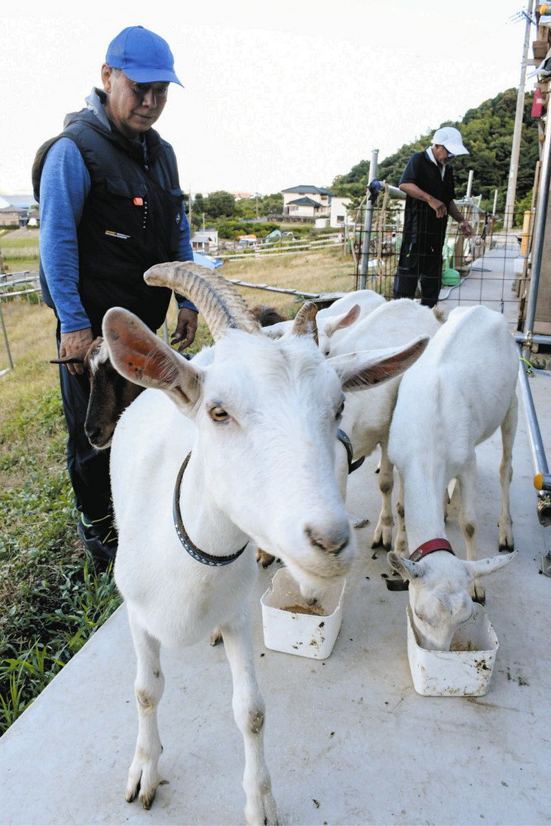 ヤギの森かいづ」休日に8匹と触れ合える 岐阜県海津市と三重県桑名市の