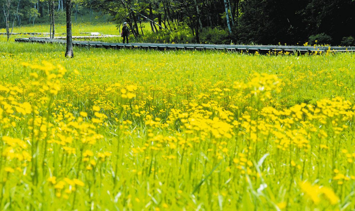 池ケ原湿原が初夏の彩り、サワオグルマの花が見頃 飛騨・宮川：中日新聞Web