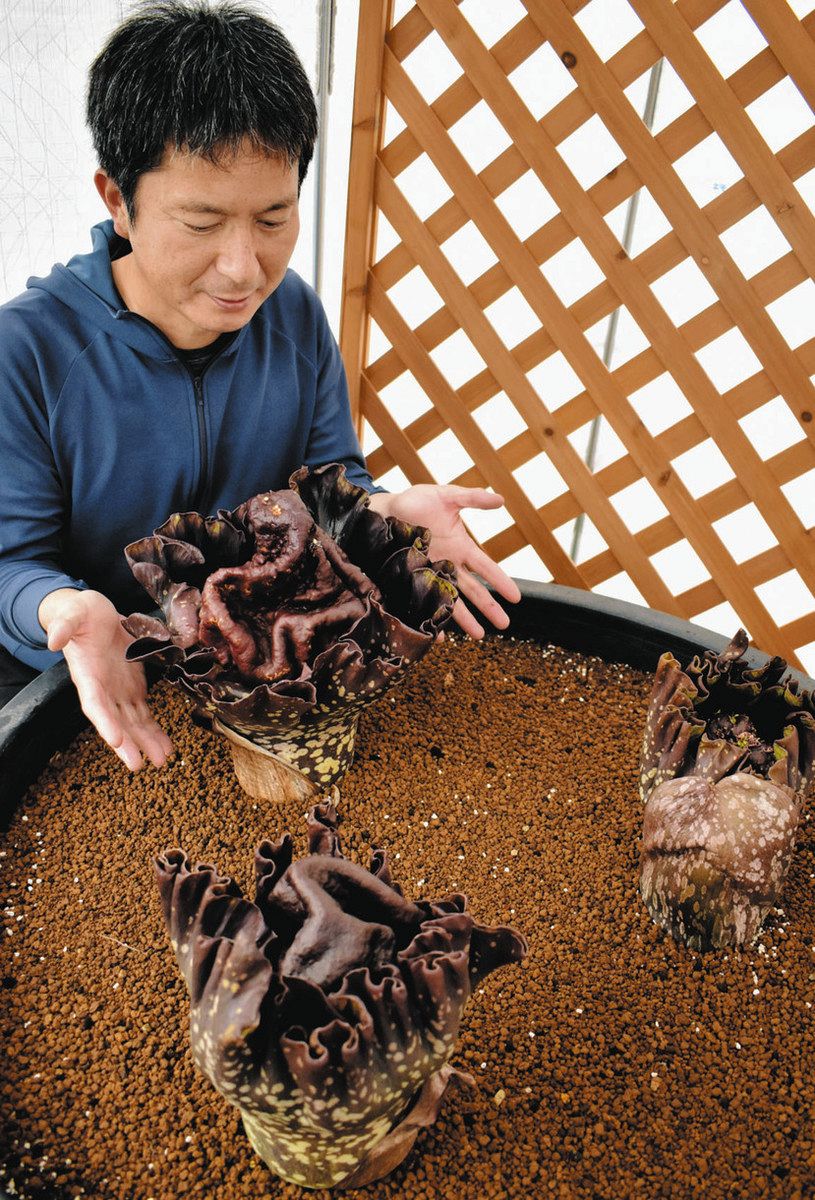 世界一くさい」花が開花 掛川花鳥園で「ゾウコンニャク」：中日新聞