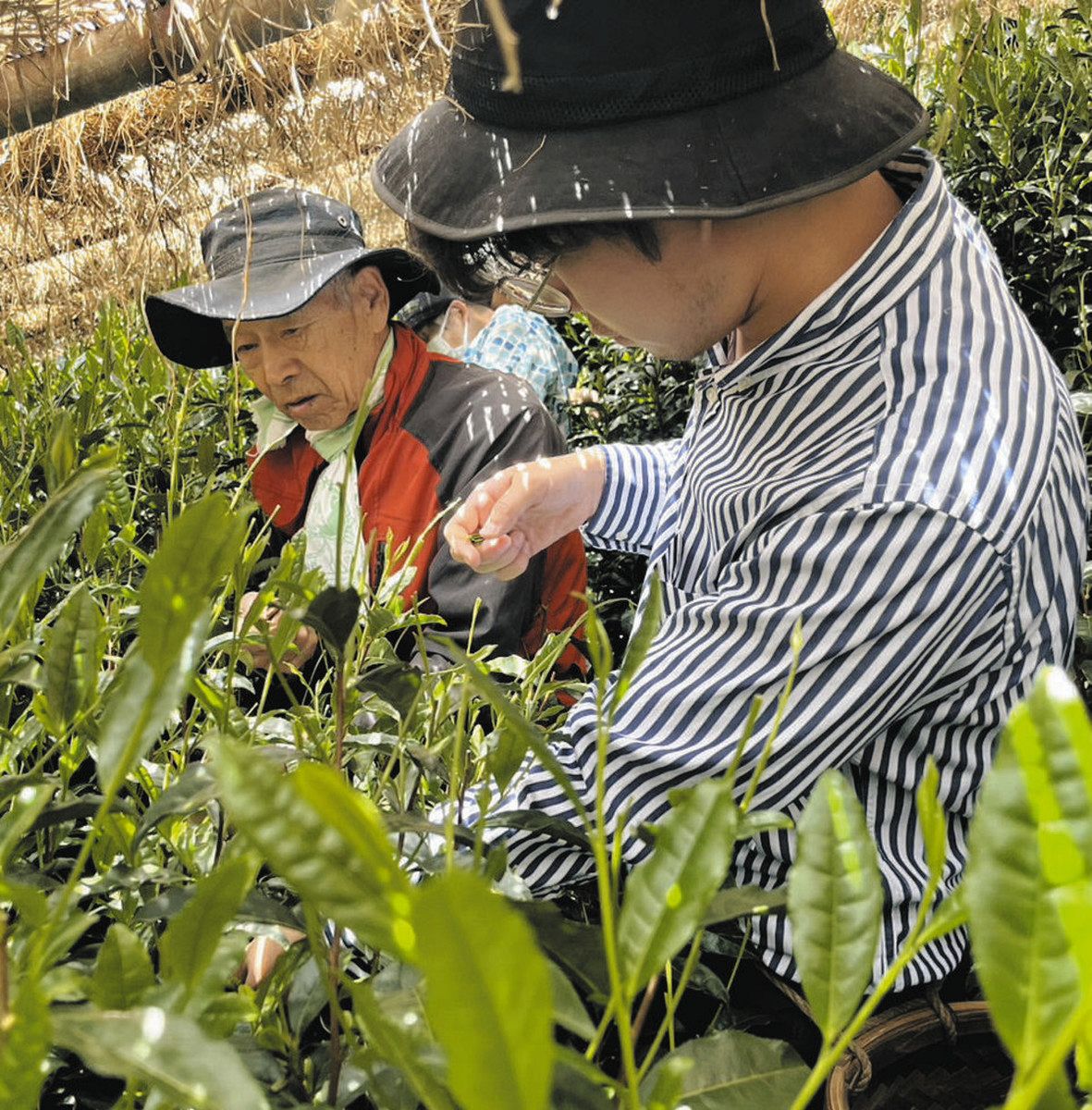 若手の茶商大会、2000年Vの父に続く 静岡県内で学んだ大山さん、目利き