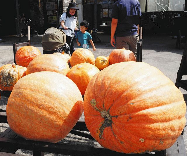 ハロウィーンに向け「おばけカボチャ」展示 郡上・高鷲の牧歌の里：中