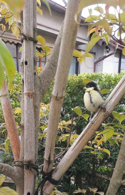 シジュウカラのひな 巣箱から旅立ちの日 飯田の大平さん宅 中日新聞web
