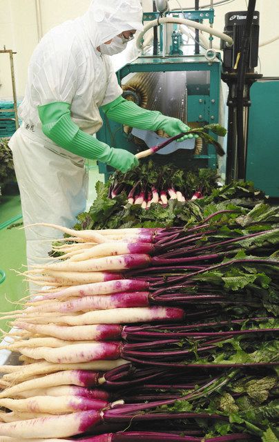 春にも旬 おいしい 日野菜 漬物加工の最盛期 中日新聞web