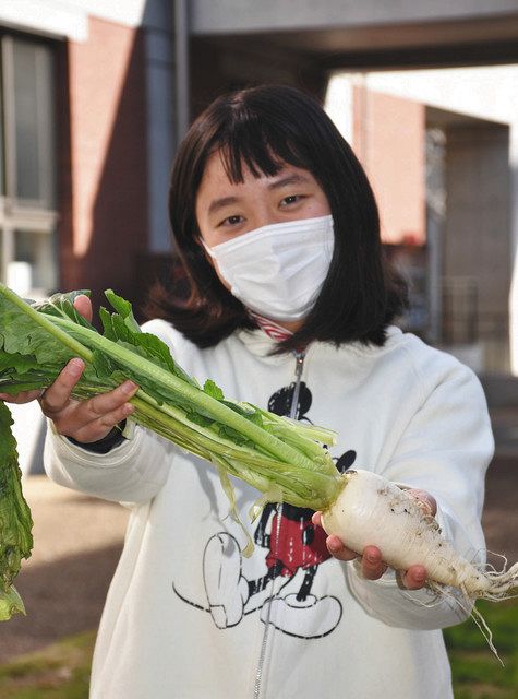 すぐき漬け」絶やさない 京都の中学生が栽培、レシピやキャラ考案：中