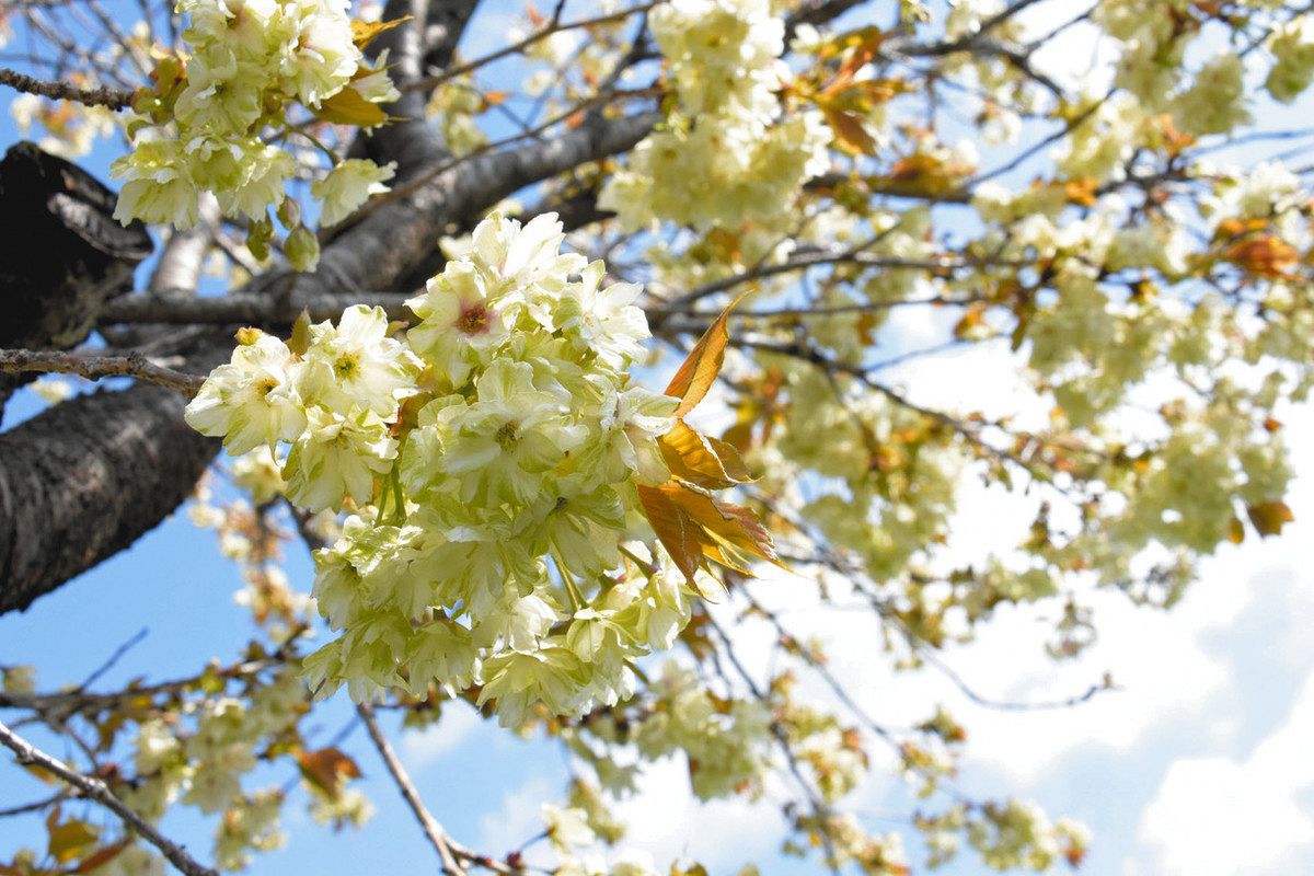 桜」まだまだ楽しめます 池田町で御衣黄桜とシバザクラが見頃：中日新聞Web