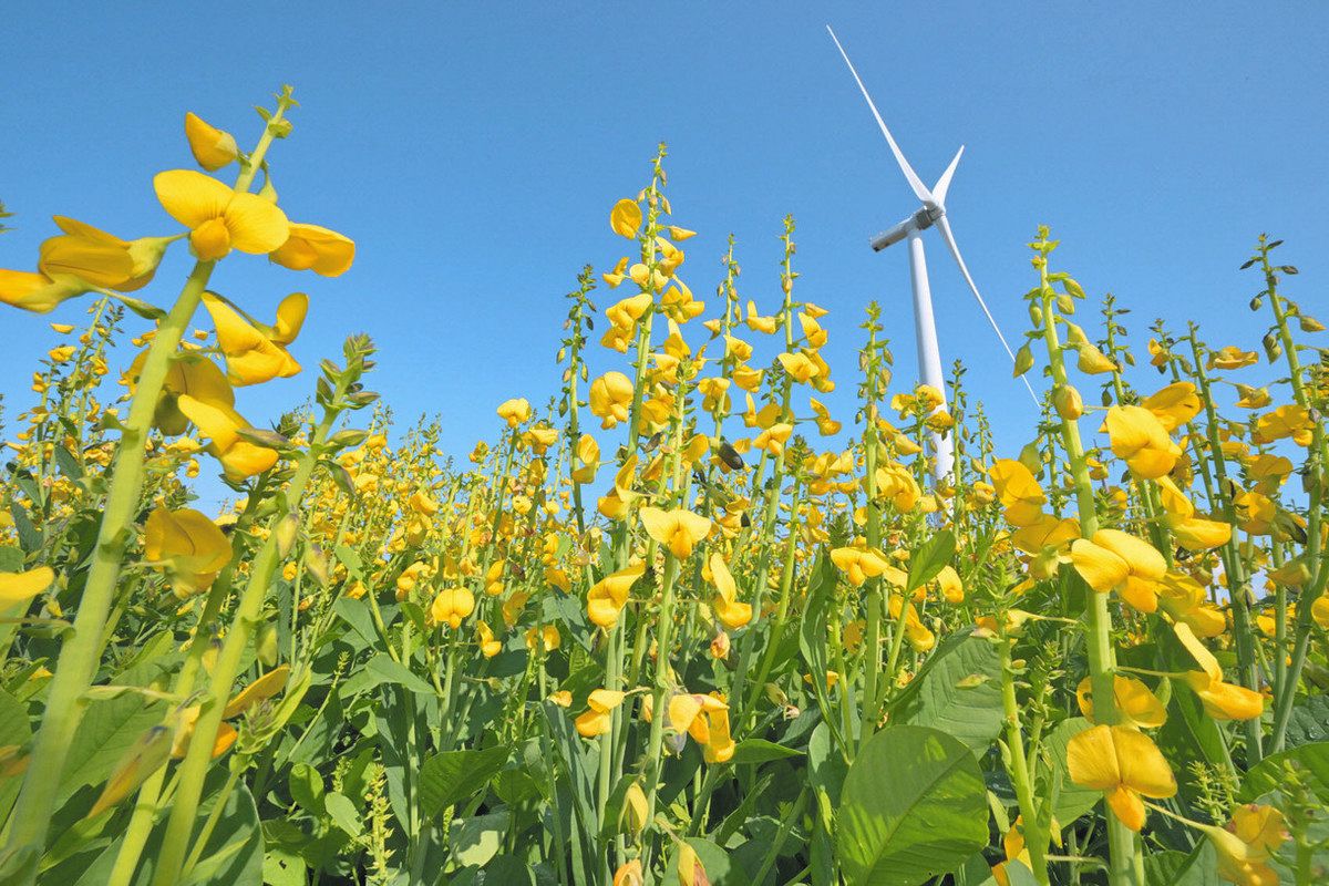 黄色の花々が風車と競演 坂井北部丘陵地：日刊県民福井Web