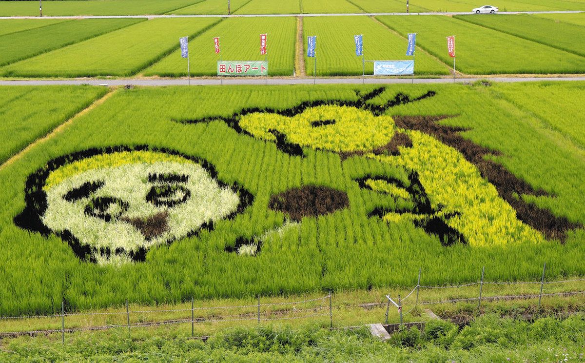 田んぼにこにゅうどうくん 13日、四日市で見学会：中日新聞Web