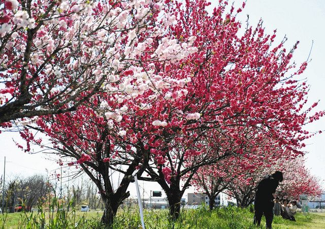 赤 白 ピンク 春染まる 竜王 善光寺川岸で花桃見頃 中日新聞web