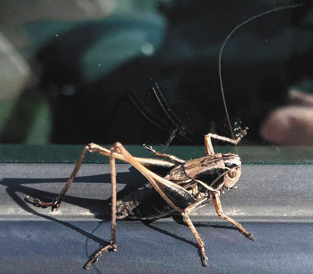 黒いトノサマバッタ!? 昆虫館「キリギリスの仲間で・・・」：北陸中日