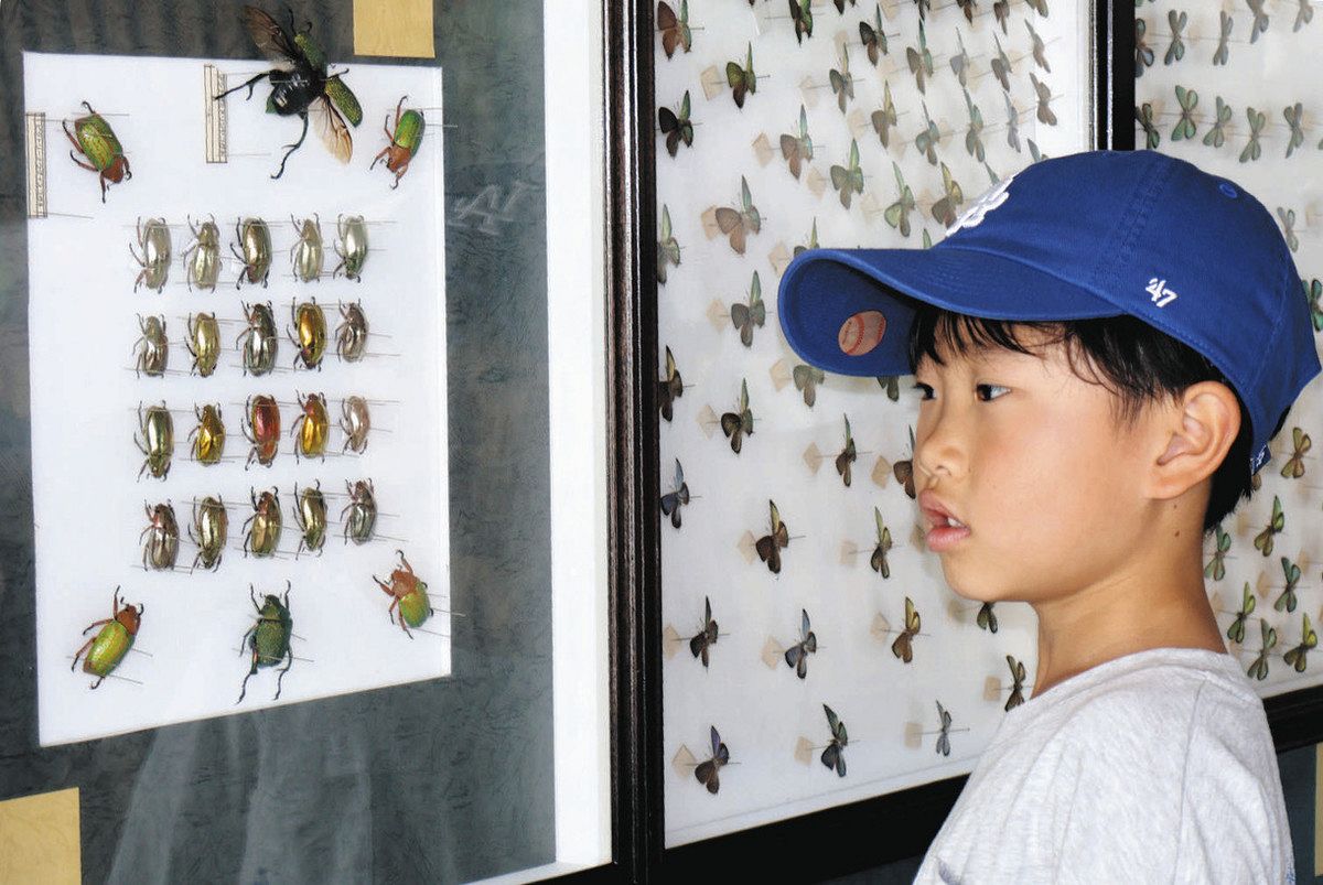 ツインアーチ138で昆虫標本展 世界中の珍しい虫の標本500点以上が並ぶ