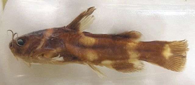 「ウサギギギ」を国内初展示 県立琵琶湖博物館、姉妹種「ネコギギ」も:中日新聞Web
