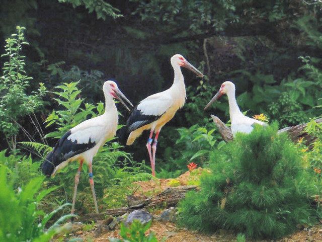 コウノトリ続々巣立ち 小浜で６０年ぶり 国富の３羽 日刊県民福井web