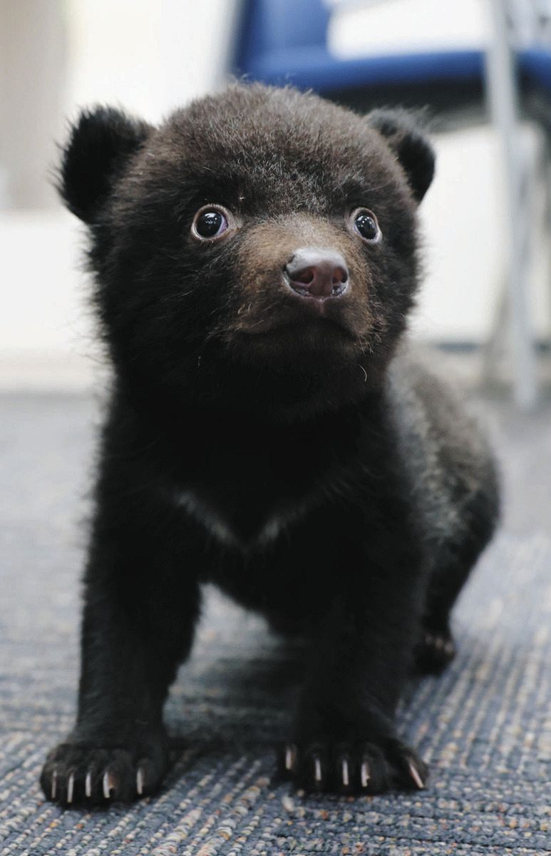 赤ちゃんクマ「弥永吉」がPR 奥飛騨クマ牧場で19日から記念撮影