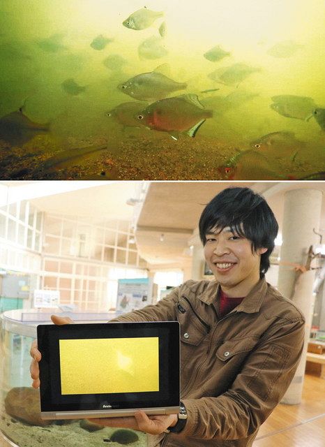 イタセンパラ 自宅で観察を ひみラボ水族館 産卵期の動画発信 北陸中日新聞web