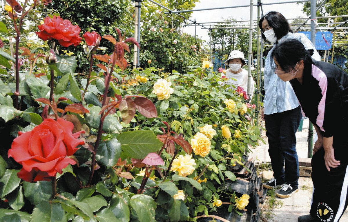 海辺の薔薇園に色鮮やかに咲く多種多彩なバラ＝穴水町沖波で 