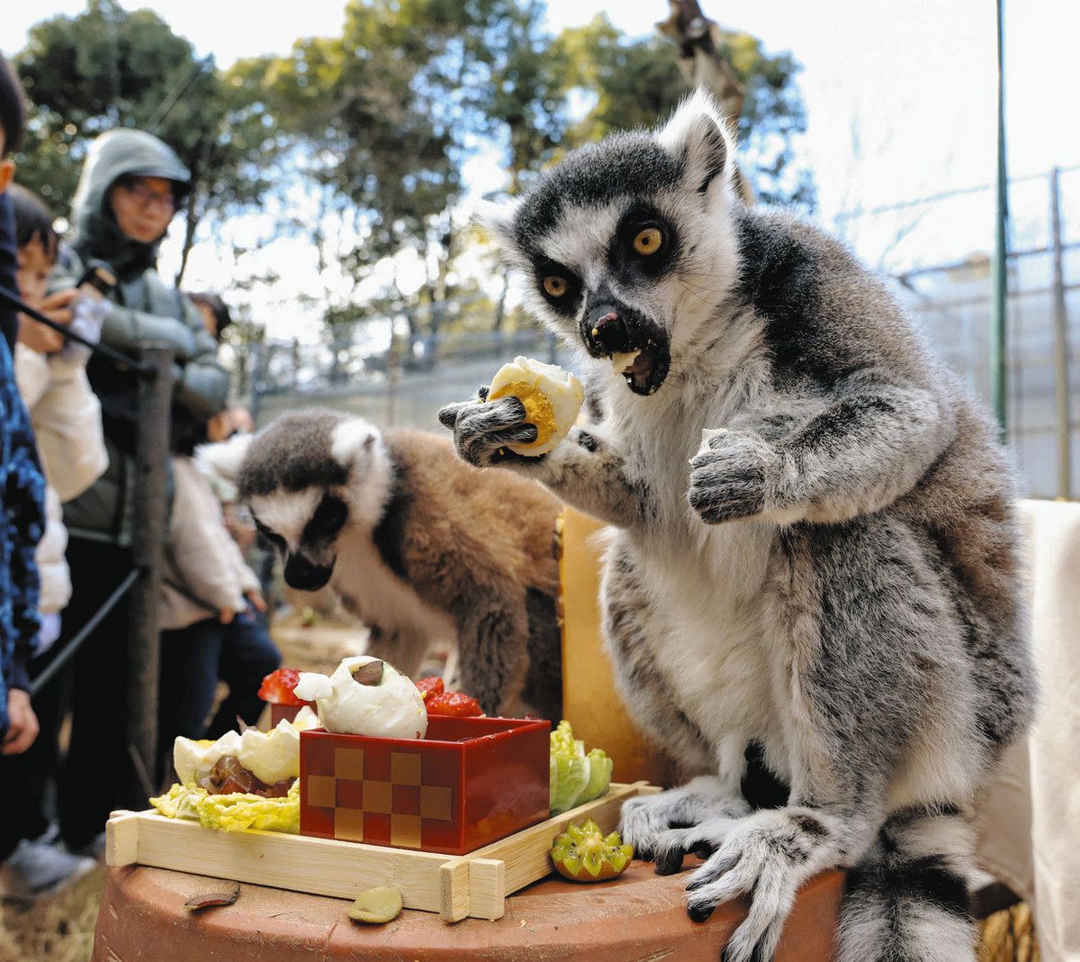 ウマい「おせち」にワォ！ 犬山の日本モンキーセンターでサルに