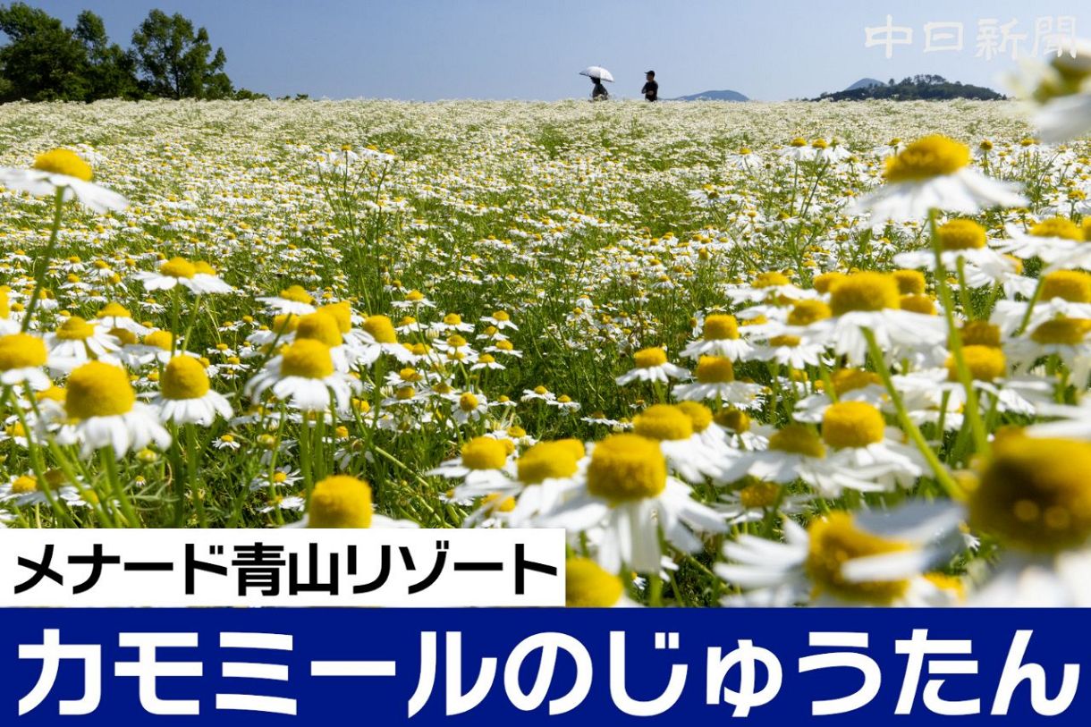 動画】リンゴの香りに誘われて、高原彩る白い絨毯 三重・伊賀市で