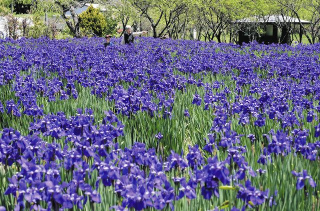 初夏の訪れ、水辺に紫映える 木祖でアヤメが見頃：中日新聞Web