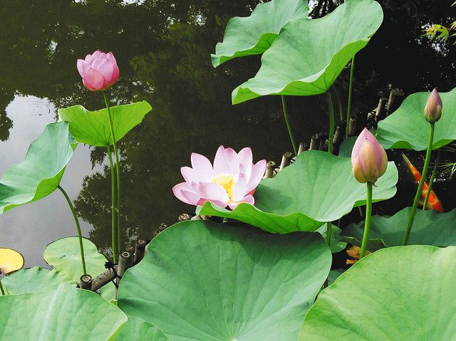 原始の姿そのままに 桑名六華苑で古代ハス見ごろ 中日新聞web