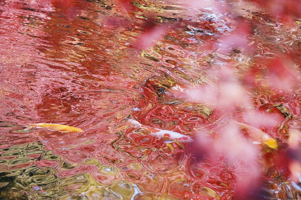 紅葉狩りを楽しんでるのかな？ニシキゴイ水面揺らす 鯖江の西山公園