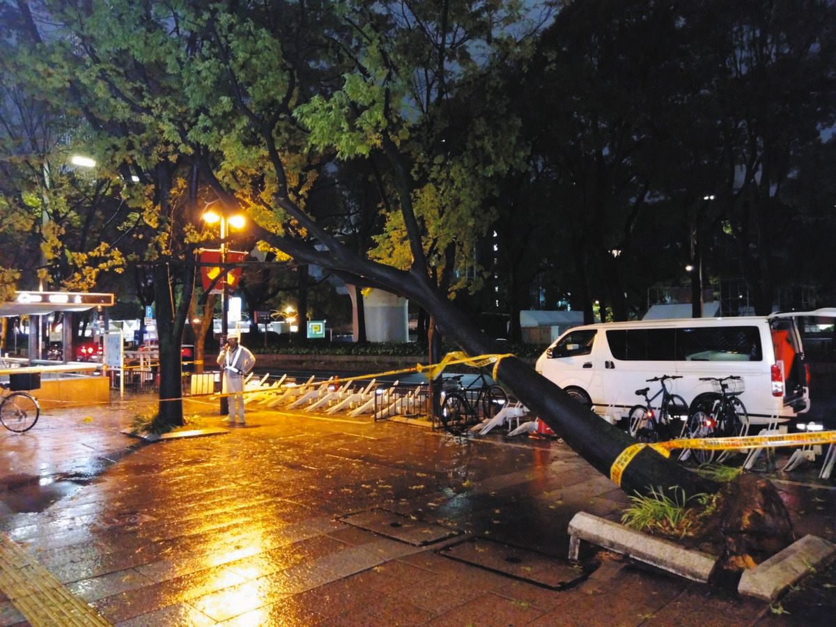 名古屋・久屋大通の街路樹、3本の腐敗が見つかる 松坂屋前の倒木で市