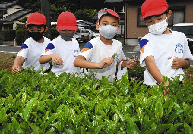 掛川 佐束小児童が茶摘み体験 要領は一芯二葉 中日新聞しずおかweb