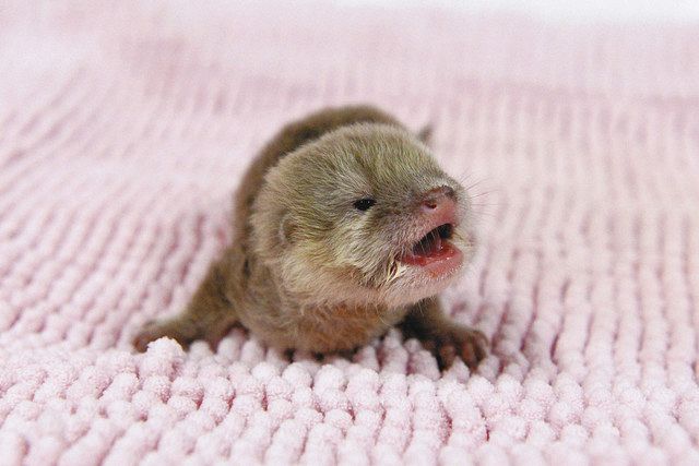カワウソの赤ちゃん誕生 元気です 鳥羽水族館 人工哺育に 中日新聞web